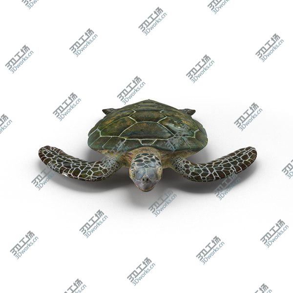 images/goods_img/20210312/Sea Turtle Rigged for Maya/2.jpg